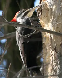 The Pileated Woodpecker is a large, long-beaked bird with black body, striped black and white face, and red crest, holding onto the side of a tree.